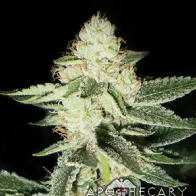  Buy Apothecary Genetics Louie XIII OG Regular Cannabis Seeds