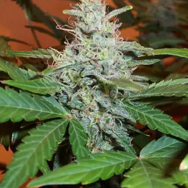 Lowryder #2 Feminised Auto Cannabis Seeds |  BC Bud Depot