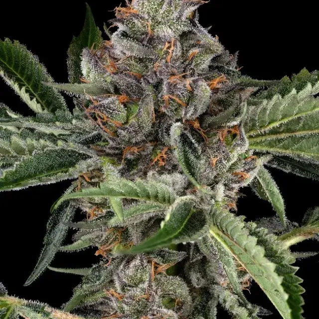 Papaya Jealousy Feminised Cannabis Seeds - Sensi Seeds.