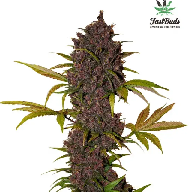 LSD-25 Auto Feminised Cannabis Seeds | Fast Buds