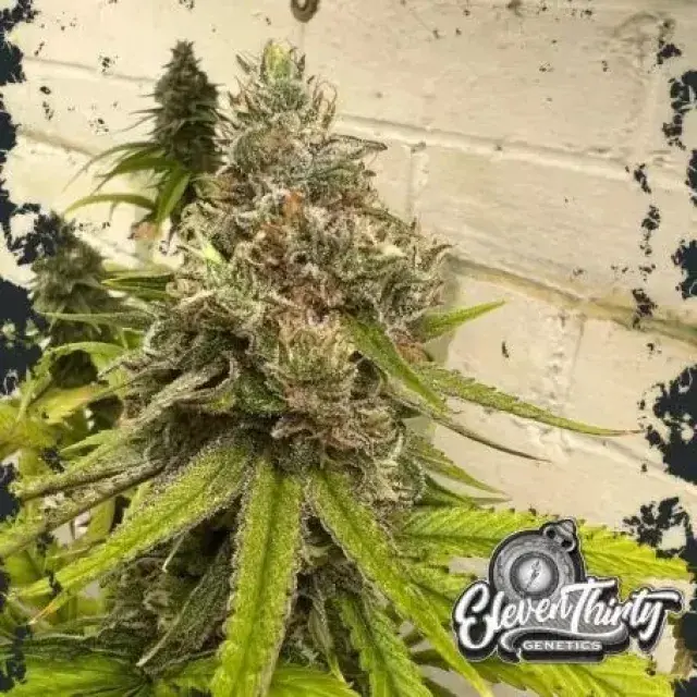 Habanero OG Auto Cannabis Seeds - Eleven Thirty Genetics.