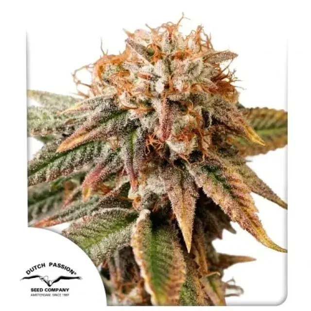 Auto Kingston Punch Feminised Cannabis Seeds | Dutch Passion.