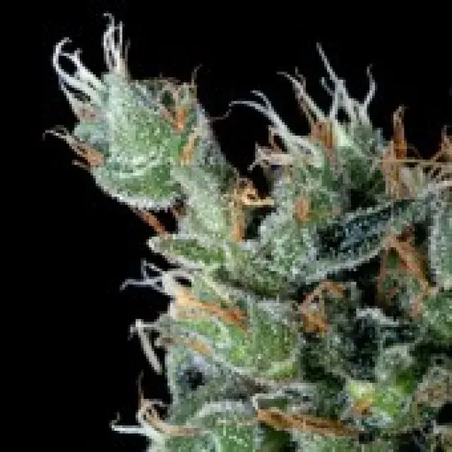 Magnum Platinum Haze Feminised Cannabis Seeds | Delta 9 Labs