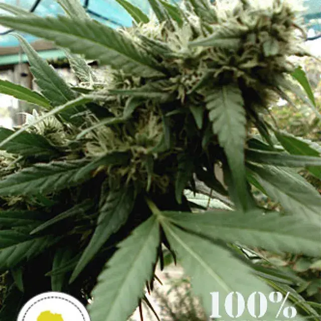 Malawi Gold Regular Cannabis Seeds | Seeds of Africa