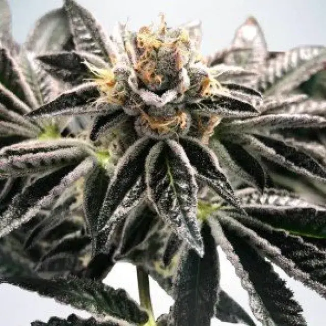 Mandarin Gelato Feminised Cannabis Seeds | Ministry of Cannabis