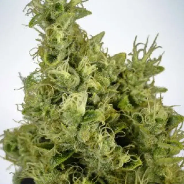 Mandarin Haze Feminised Cannabis Seeds | Ministry of Cannabis