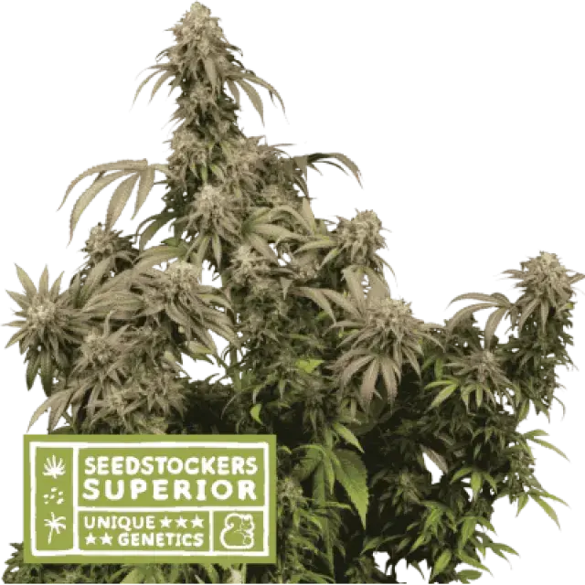 Mandarin Panties Auto  Feminised Cannabis Seeds | Seed Stockers