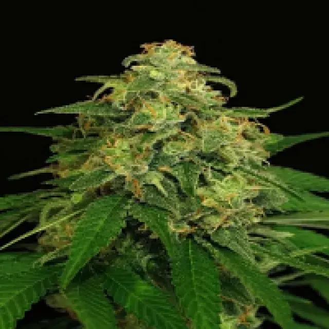 Mango Cream Regular Cannabis Seeds