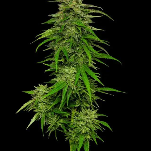 Mango Sherbet Auto Feminised Cannabis Seeds - Humboldt Seed Company