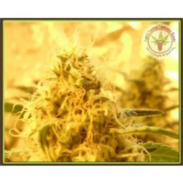 Dr Krippling Mango Mist Shake Kali's Fruitful Feminised Cannabis Seeds For Sale