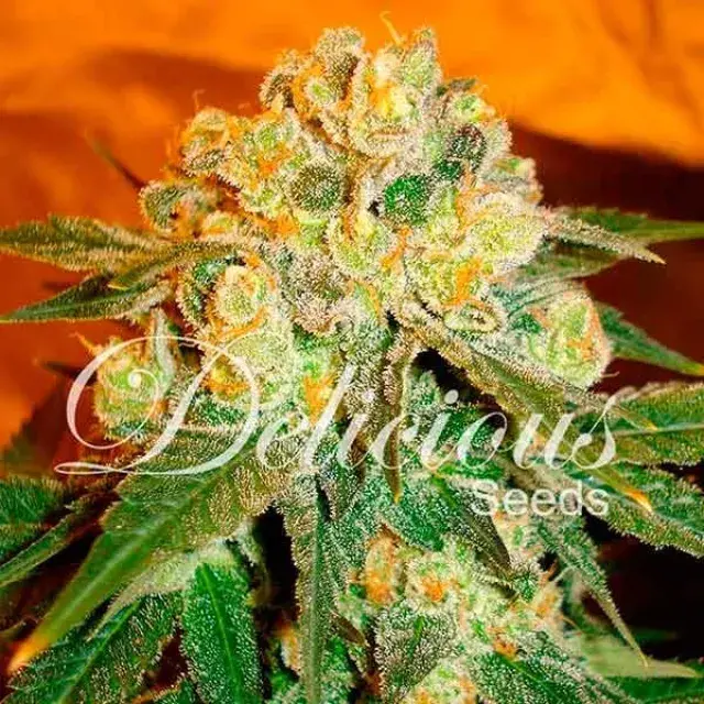 Marmalate Regular Feminised Cannabis Seeds | Delicious Seeds