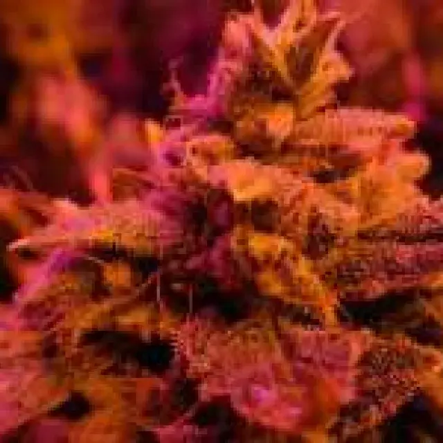 Master Kush Feminised Cannabis Seeds | Nirvana 