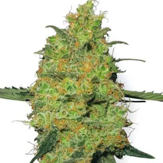 Master Kush Auto Feminised Cannabis Seeds | White Label Seed Company