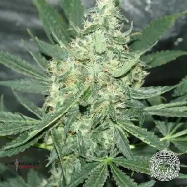 Maui OG Regular Cannabis Seeds | Apothecary Genetics Seeds