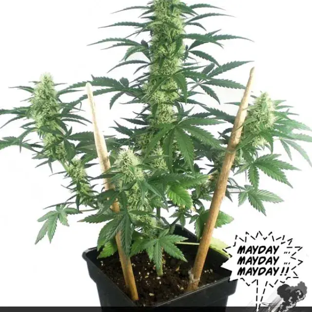 May Day Express Feminised Cannabis Seeds | Positronics