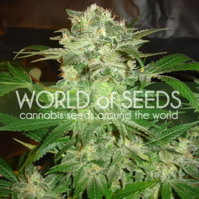 Mazar Kush Feminised Cannabis Seeds | World of Seeds