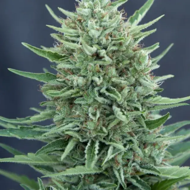  Med GOM Auto Feminised Cannabis Seeds