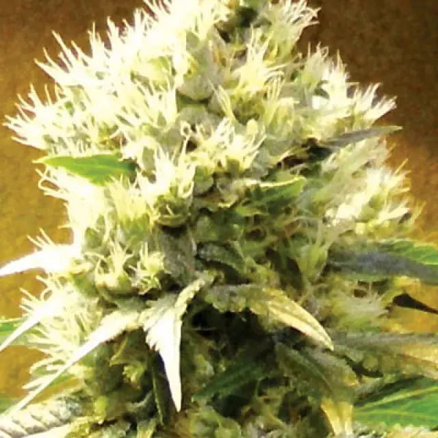 Afghani Regular Cannabis Seeds