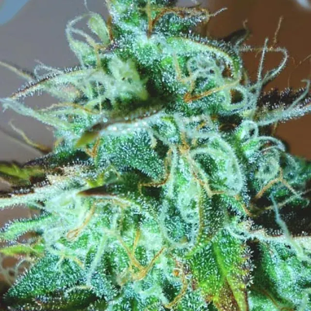 Black Afghani Kush Feminised Cannabis Seeds