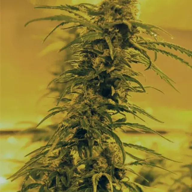 Black Blood Feminised Cannabis Seeds