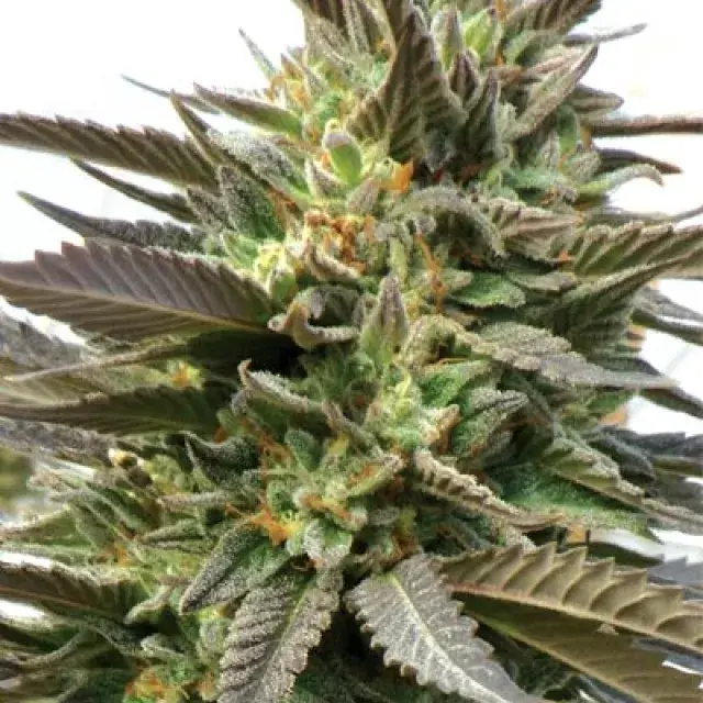 Blue Blood Feminised Cannabis Seeds
