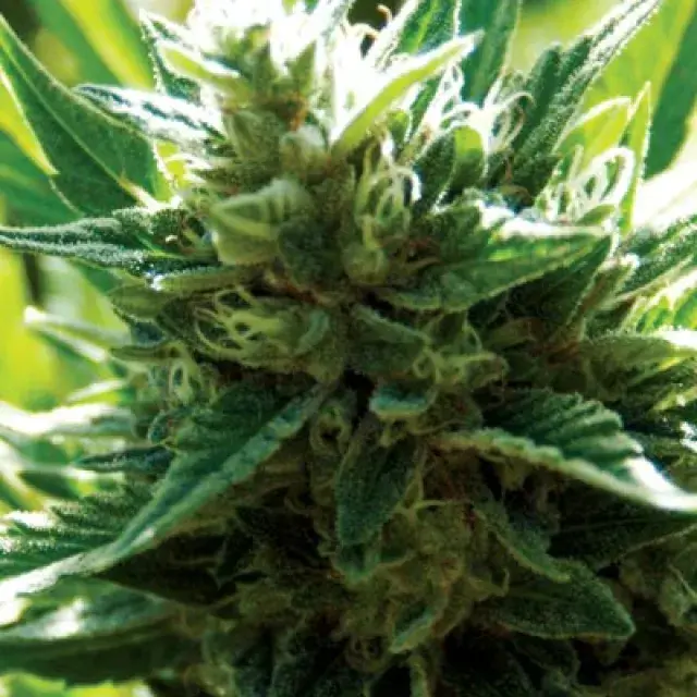 Cali Jack Feminised Cannabis Seeds