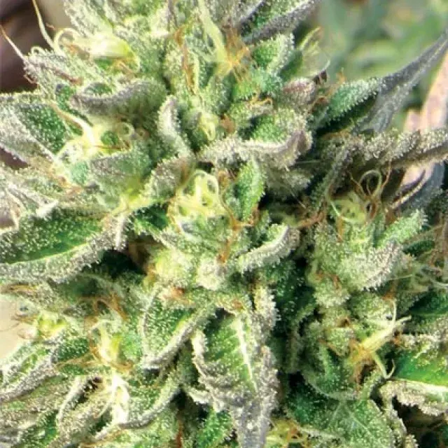 Chem Dawg Feminised Cannabis Seeds