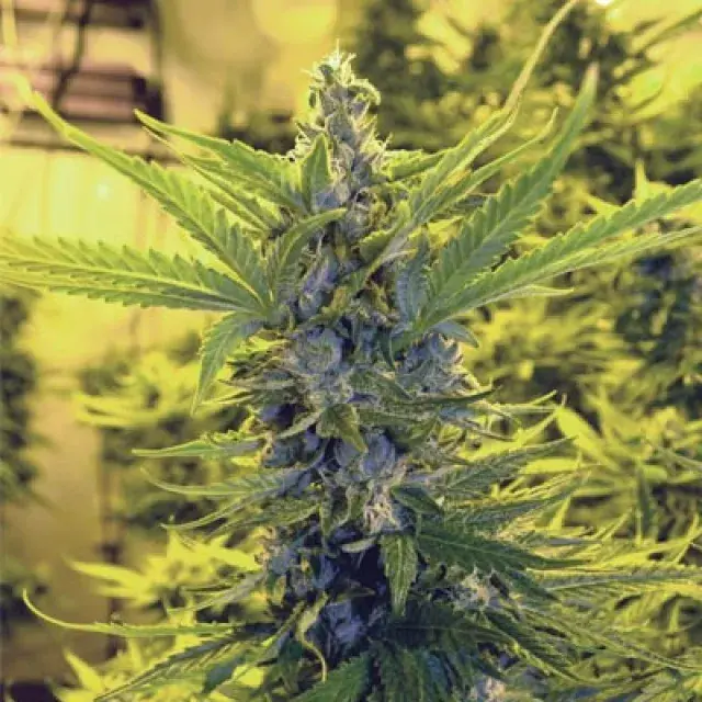 Critical Dawg Regular Cannabis Seeds