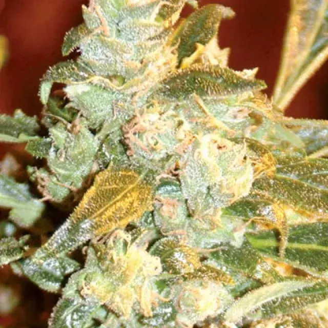 Kush Fromage Feminised Cannabis Seeds