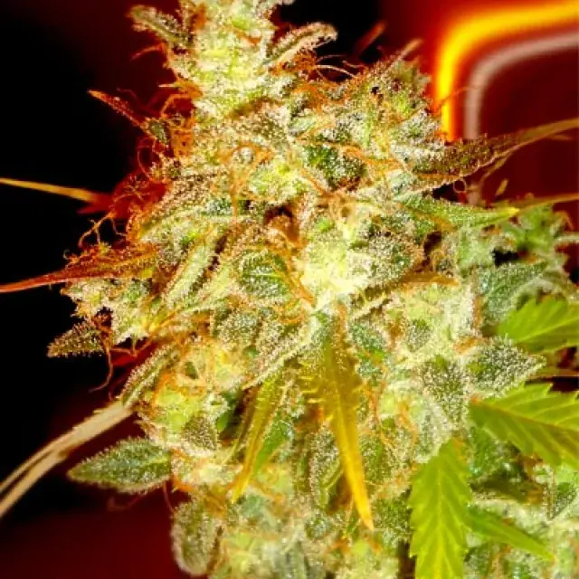 Mazari Grape Regular Cannabis Seeds