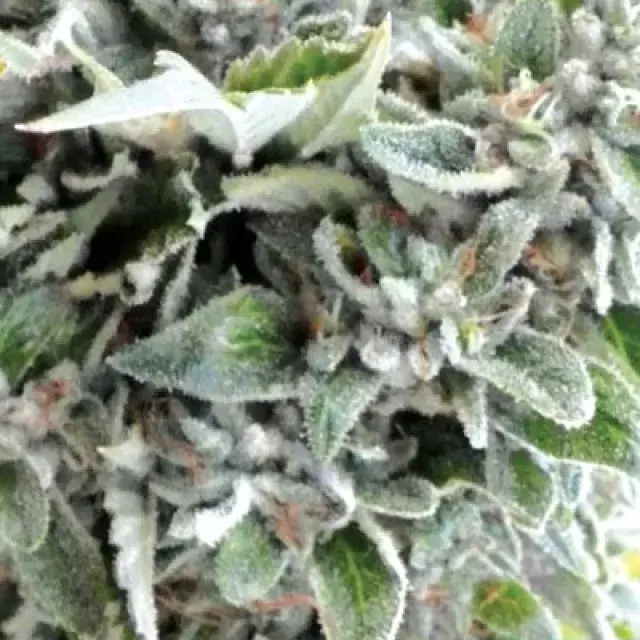 OG_Kush