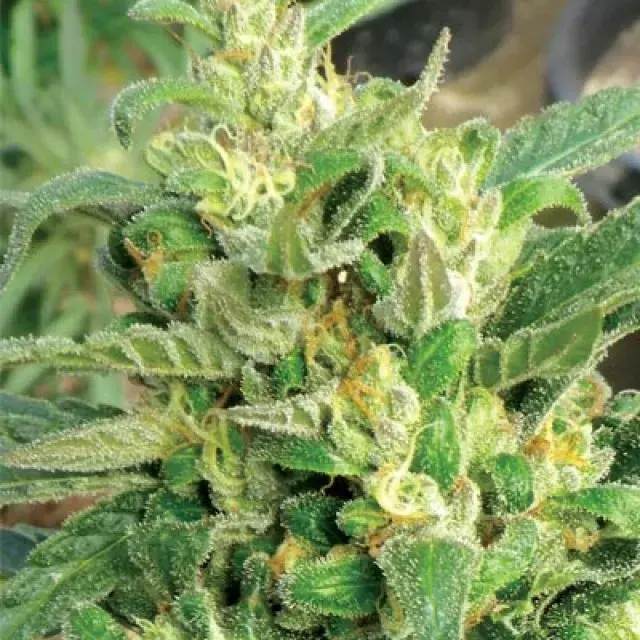 Scrog Feminised Cannabis Seeds