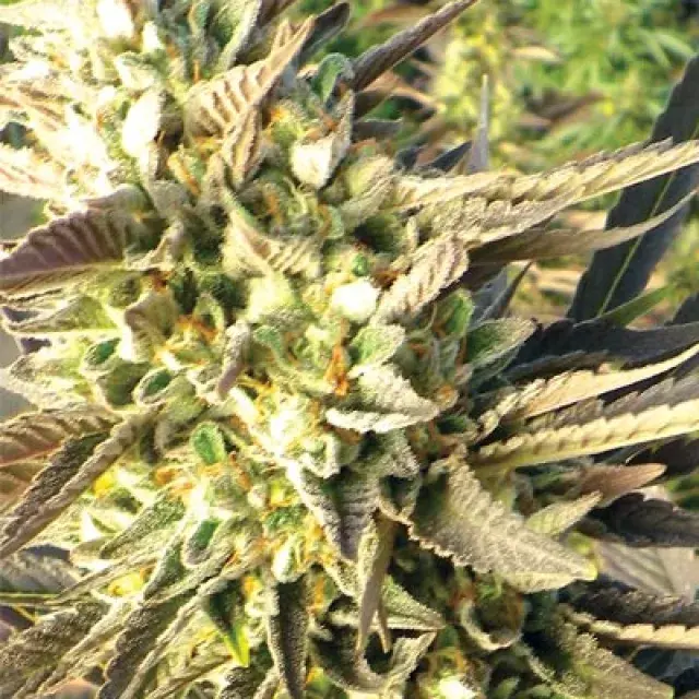 Trainwreck Feminised Cannabis Seeds