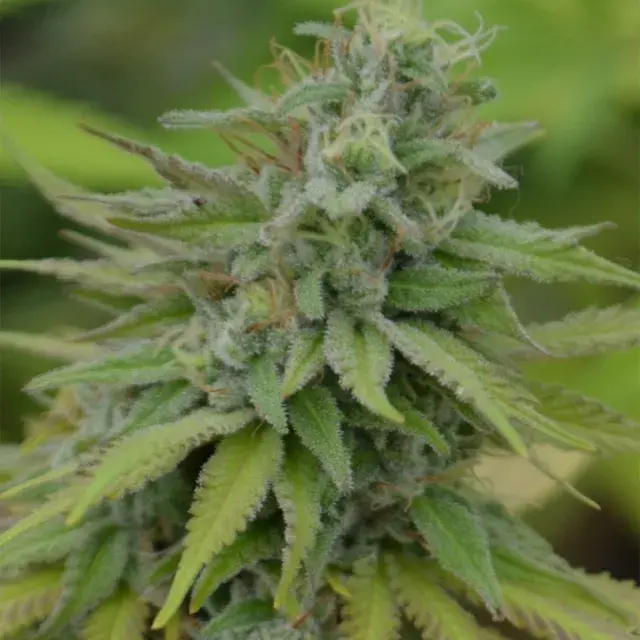 Cookies Dream Feminised Cannabis Seeds | Medicann
