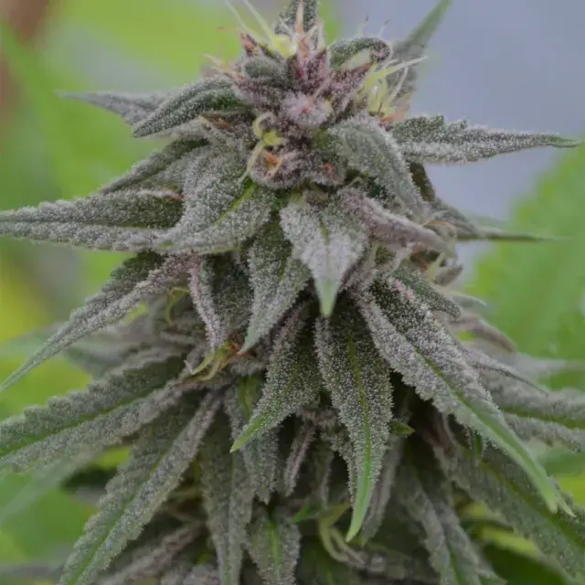 Peach Candy Feminised Cannabis Seeds | Medicann