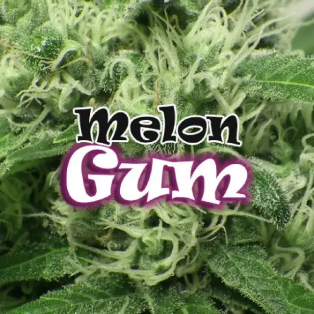 Melon Gum Feminised Cannabis Seeds | Dr Underground