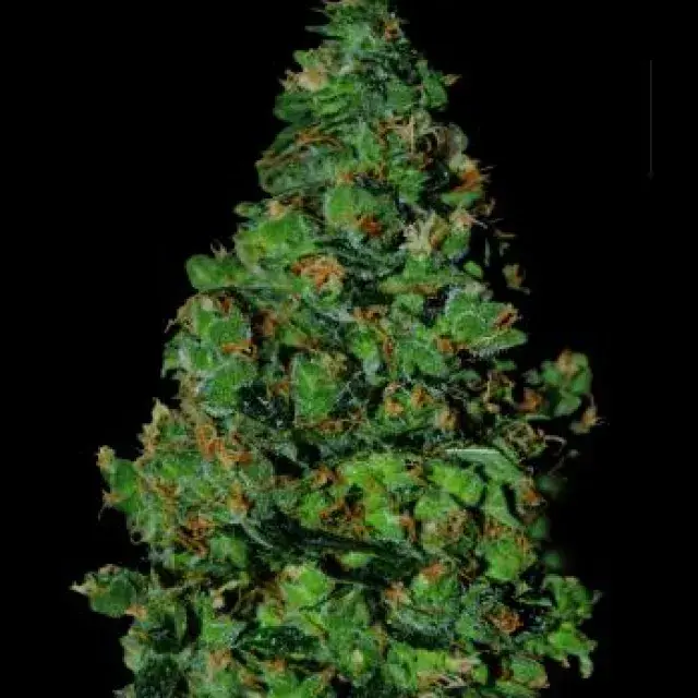Membrana Auto Feminised Cannabis Seeds
