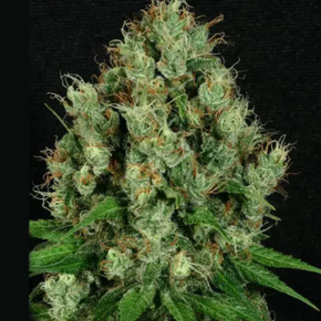 Mendo Diesel Regular Cannabis Seeds | Apothecary Genetics Seeds