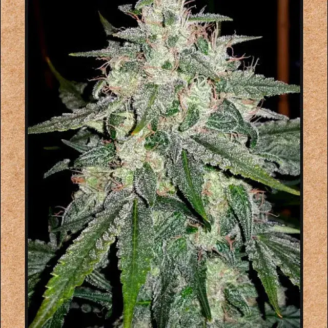 4 Assed Monkey Auto Feminised Cannabis Seeds | Mephisto Genetics