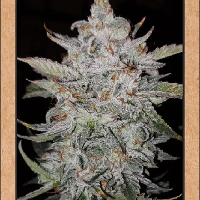 Forum Stomper Auto Feminised Cannabis Seeds | Mephisto Genetics
