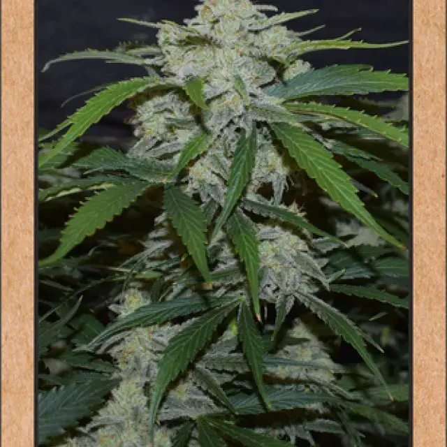 Fugue State Auto Feminised Cannabis Seeds | Mephisto Genetics
