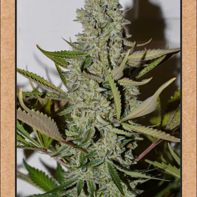 Northern Cheese Haze Auto Feminised Cannabis Seeds | Mephisto Genetics