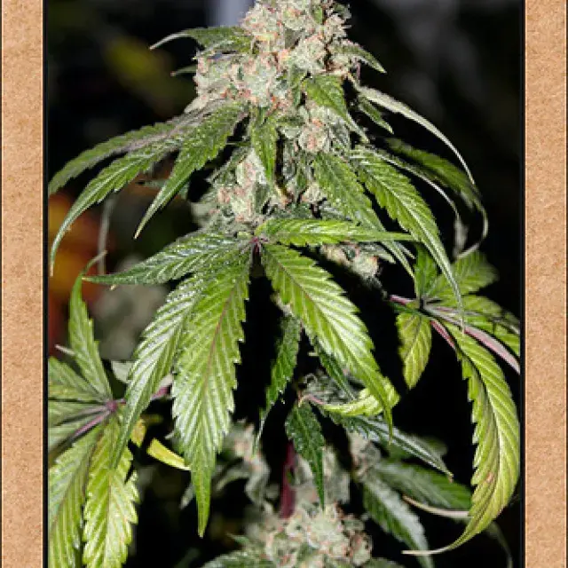 Samsquanch OG Auto Feminised Cannabis Seeds | Mephisto Genetics