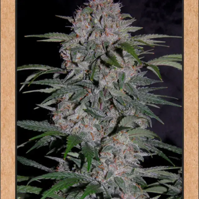 Strawberry Nuggets Auto Feminised Cannabis Seeds | Mephisto Genetics