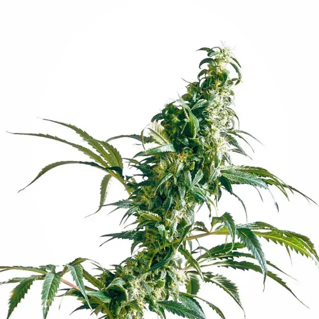 Mexican Sativa Feminised Cannabis Seeds | Sensi Seeds 