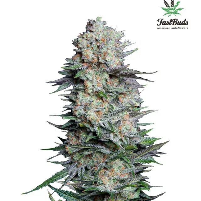 Mexican Airlines Auto Feminised Cannabis Seeds | Fast Buds