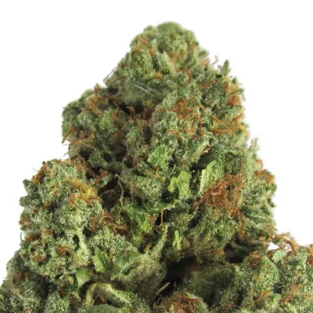 Midnight Mass Feminised Cannabis Seeds | Heavyweight Seeds
