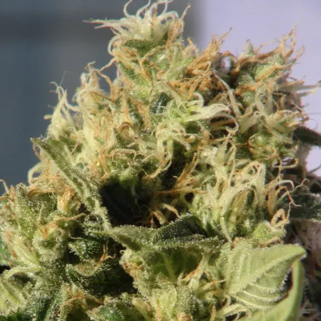Mikromachine Auto Feminised Cannabis Seeds