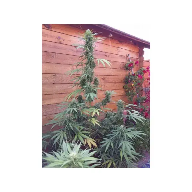 Missile 33 Feminised Cannabis Seeds | Flash Super Autos