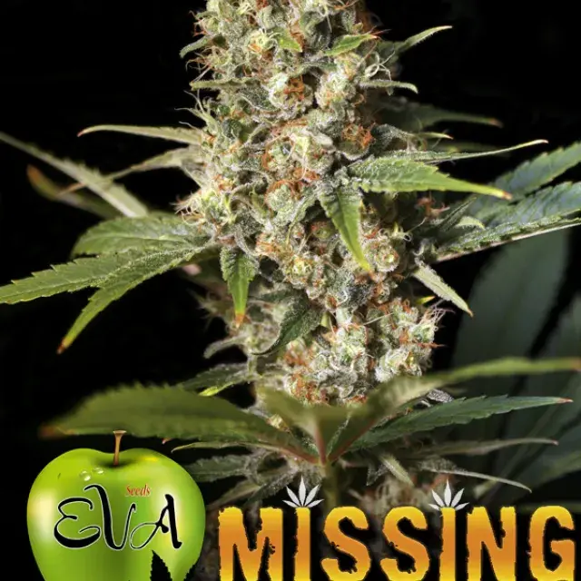 Missing in Barcelona (MIB) Feminised Cannabis Seeds